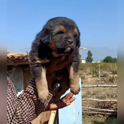 Gaddi Puppies for Sale in Rangat - Delivery Enquiry