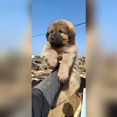 Gaddi Puppies for Sale in Kavaratti - Delivery Enquiry