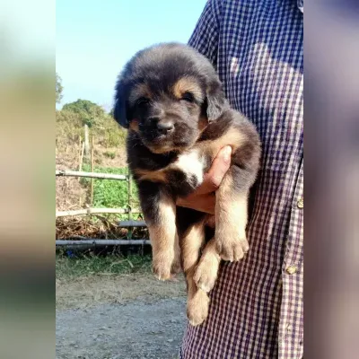 Gaddi Puppies for Sale in Diglipur - Delivery Enquiry