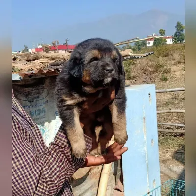 Gaddi Puppies for Sale in Rohini - Delivery Enquiry