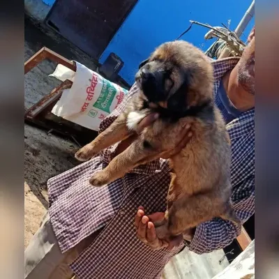 Gaddi Puppies for Sale in Diu - Delivery Enquiry