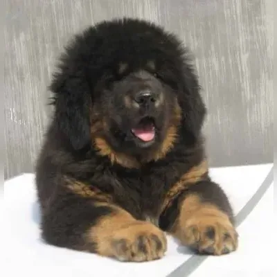 Gaddi Puppies for Sale in Central Delhi - Delivery Enquiry