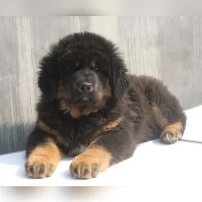 Gaddi Puppies for Sale in South Delhi - Delivery Enquiry