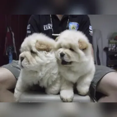 Gaddi Puppies For Sale in Bangalore