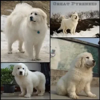 Gaddi Puppies For Sale in Chennai