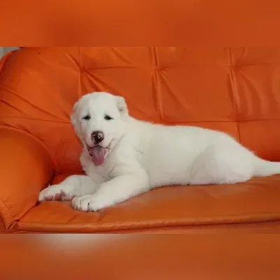 Gaddi Puppies For Sale in Hyderabad