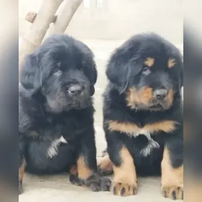 Gaddi Puppies For Sale in Mumbai