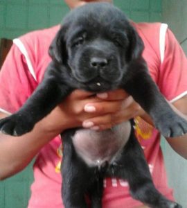 Black labrador puppy for sale in delhi