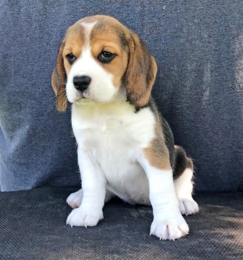 Does how cost much a india beagle in Beagle Dog