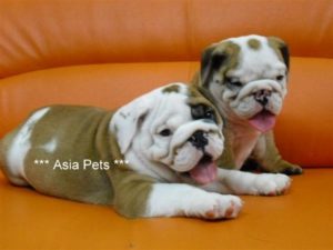 Bulldog puppy for sale in delhi